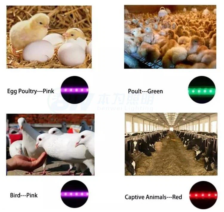 product-750-710 led lights for poultry house
