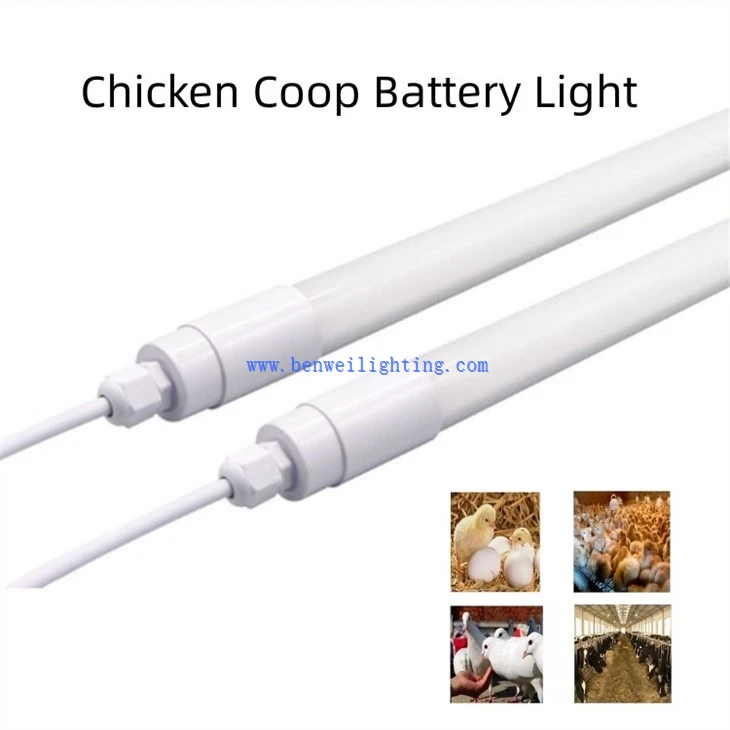 Chicken Light With 0-12V 5100K 10W 20W