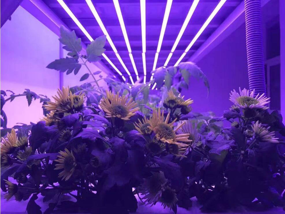 Grow T8L Grow T8L